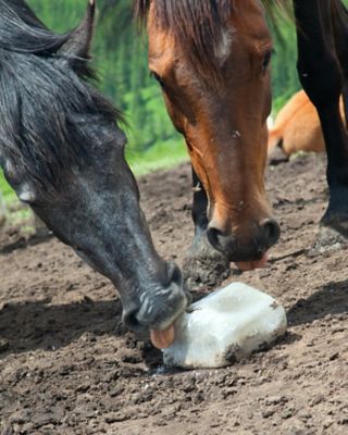 Image showing White Livestock Salt Block, 50 lb.