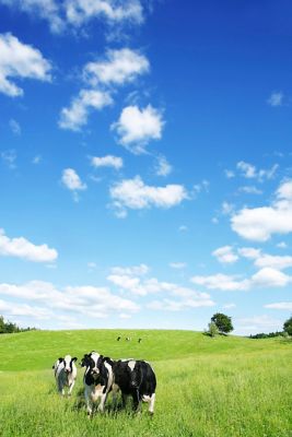 Image showing Trace Mineral Livestock Block, 50 lb.