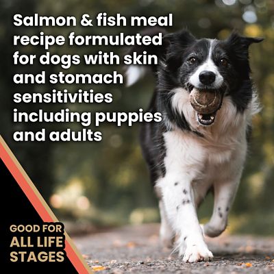 Image showing  All Life Stages Sensitive Skin and Stomach Salmon Meal and Brown Rice Recipe Dry Dog Food