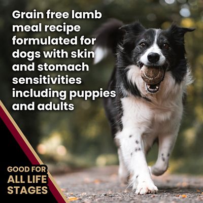 Image showing 5 th Victor All Life Stages Sensitive Skin & Stomach Grain Free Lamb Meal & Sweet Potato Recipe Dry Dog Food