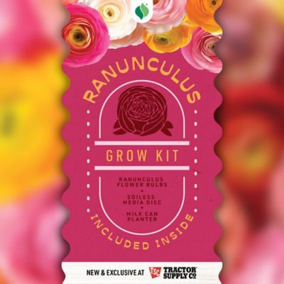 DeGroot Ranunculus Milk Can Kit, 6 pc.