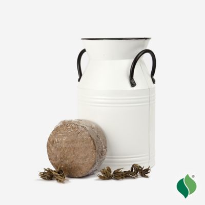 Image showing  Ranunculus Milk Can Kit, 6 pc.