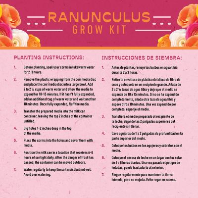 Image showing  Ranunculus Milk Can Kit, 6 pc.