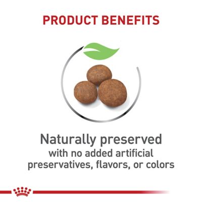 Image showing  Size Health Nutrition Puppy Large Breed Chicken Recipe Dry Dog Food