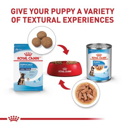 Image showing 7 th Royal Canin Size Health Nutrition Puppy Large Breed Chicken Recipe Dry Dog Food