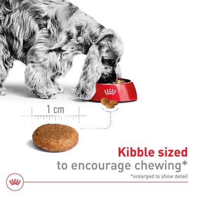 Image showing  Size Health Nutrition Adult Medium Breed Chicken Recipe Dry Dog Food