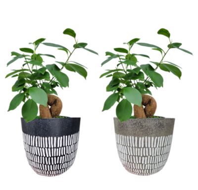 Living Seasons 4 in. Petite Charcoal Live Plant