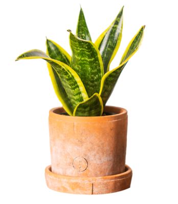 Living Seasons 4 in. Petite Chimney Live Plant