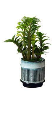 Living Seasons 4 in. River Live Plant