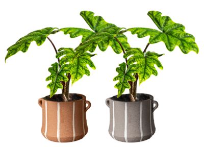 Living Seasons 4 in. Linea Live Plant