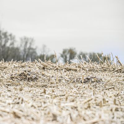 Image showing 3 th Rig'Em Right Xtreme Ghillie Layout Blind