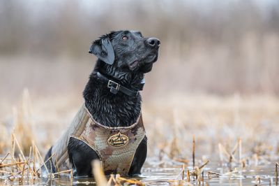Image showing  Bloodline Elite Dog Vest
