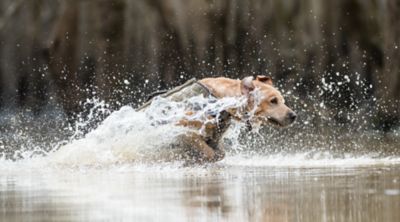 Image showing  Bloodline Elite Dog Vest