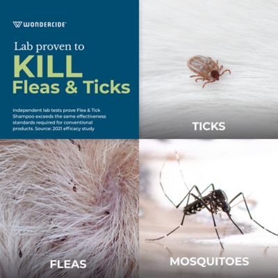 Image showing  Flea & Tick Shampoo for Dogs and Cats - with Natural Essential Oils 12 oz Peppermint