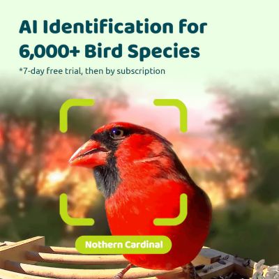 Image showing 5 th Birdfy Always-On Birdwatching: A Sustainably Charged Smart Feeder That Never Misses a Moment