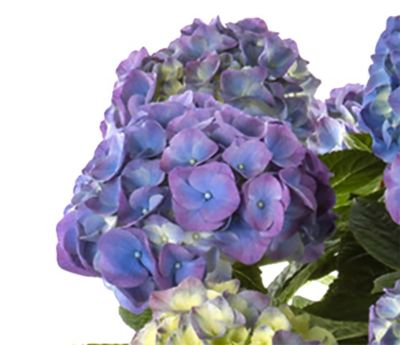 Hydrangea 2.5 qt. Foil