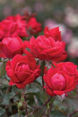Image showing  2 gal. Rose Shrub, Red