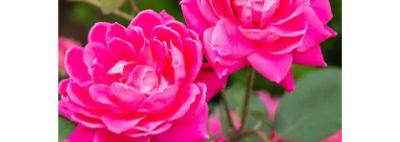 Image showing  2 gal. RoseShrub, Pink