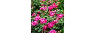 Image showing  2 gal. RoseShrub, Pink