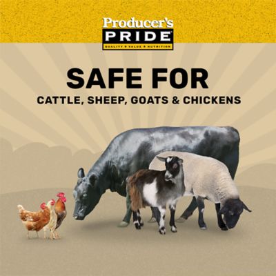 Image showing  Cracked Corn Grains Feed, 50 lb. Bag