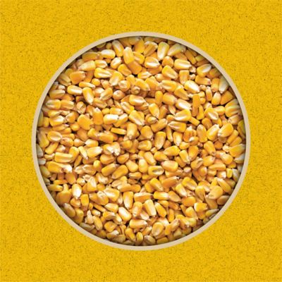 Image showing  Whole Corn Grains Cattle Feed, 50 lb. Bag