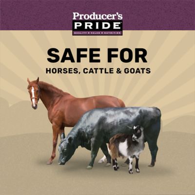 Image showing  12% Sweet Textured Livestock Feed, 50 lb. Bag