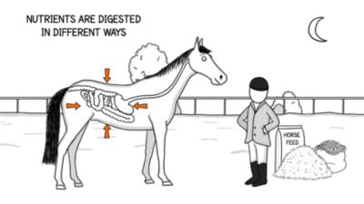 Image showing  Strucomix Puffed/Extruded Grain Senior Horse Feed