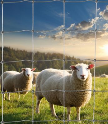 Image showing  330 ft. x 48 in. Square Knot CL1 Galvanized Sheep and Goat