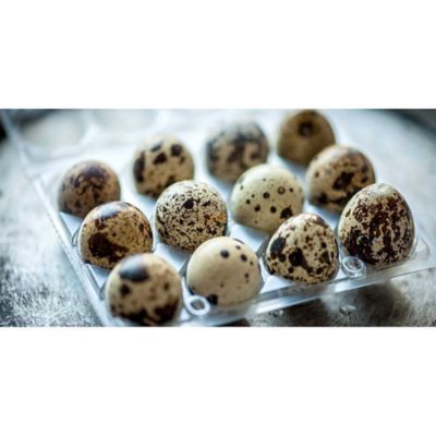 Hatching Time Plastic Egg Carton for 12 Quail Eggs, 250 pk.