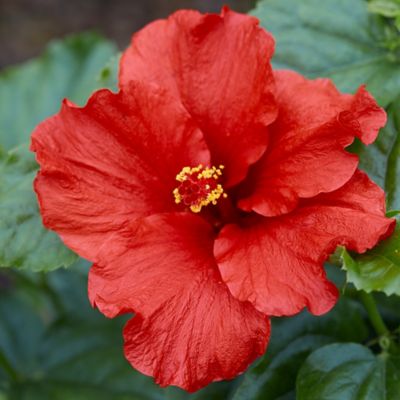 Image showing  Hibiscus First to Arrive Shrub