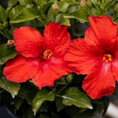 Image showing  Hibiscus First to Arrive Shrub