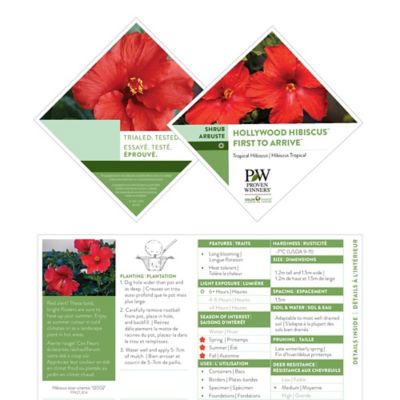 Image showing  Hibiscus First to Arrive Shrub