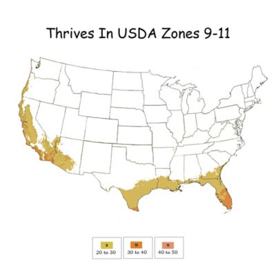 Image showing  Hibiscus First to Arrive Shrub