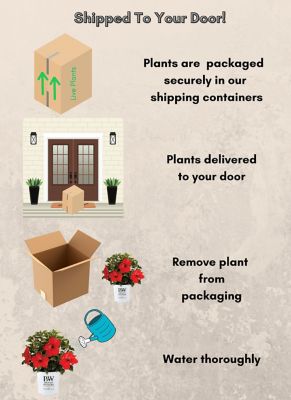 Image showing 5 th Proven Winners Potted Red/Yellow Hibiscus First to Arrive Shrub Bush
