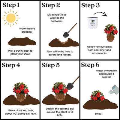 Image showing 6 th Proven Winners Potted Red/Yellow Hibiscus First to Arrive Shrub Bush