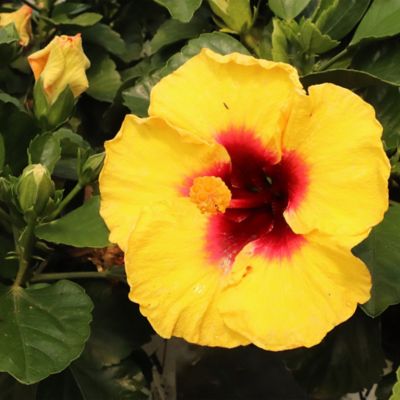 Image showing  Hibiscus Rico Suave Shrub