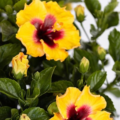 Image showing  Hibiscus Rico Suave Shrub