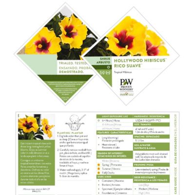 Image showing 5 th Proven Winners Hibiscus Rico Suave Shrub