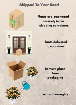 Image showing 7 th Proven Winners Hibiscus Rico Suave Shrub