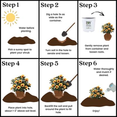 Image showing 8 th Proven Winners Hibiscus Rico Suave Shrub