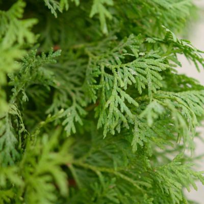 Image showing  Arborvitae North Pole Shrub