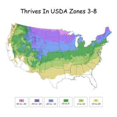 Image showing 5 th Proven Winners Potted Green Arborvitae North Pole Shrub Bush