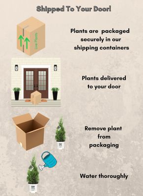 Image showing 6 th Proven Winners Potted Green Arborvitae North Pole Shrub Bush