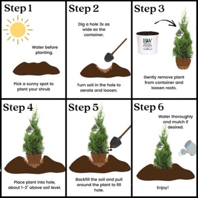 Image showing 7 th Proven Winners Potted Green Arborvitae North Pole Shrub Bush