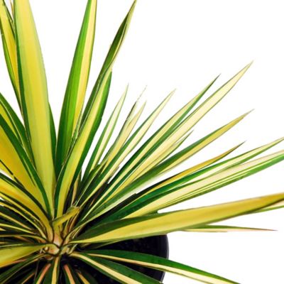 Image showing Yucca Color Guard Shrub