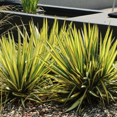 Image showing Yucca Color Guard Shrub