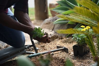 Image showing  Terra Garden Mattock Hand Tool