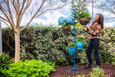 Image showing  Yard Tree Hanging Garden