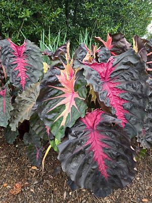 Southern Living 2 gal. Colocasia Shrub