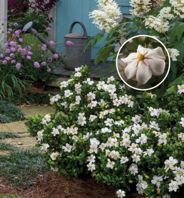 Image showing  1 gal. Gardenia Shrub